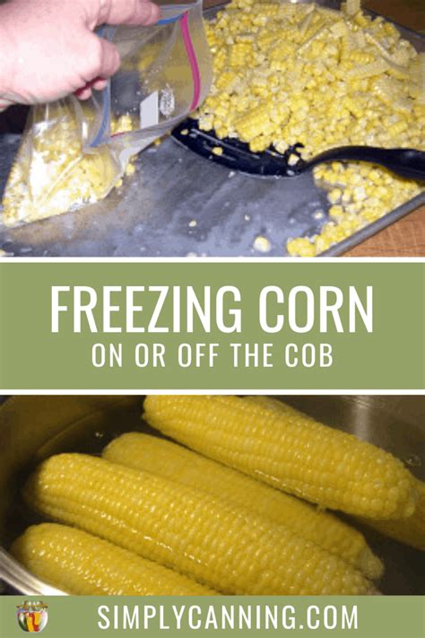 how-to-freeze-corn-on-or-off-the-cob image