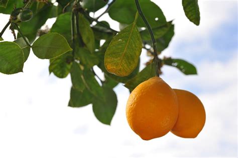 meyer-lemon-tree-plant-care-growing-guide-the image