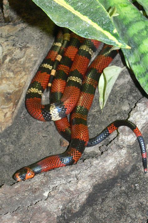 honduran-milk-snake-wikipedia image