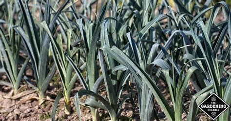 what-is-the-best-fertilizer-for-leeks-gardening-channel image