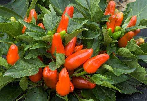 tangerine-dream-pepper-guide-heat-flavor-uses image