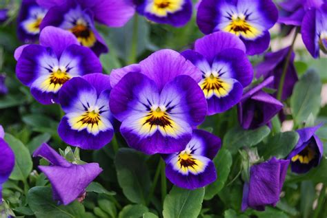 violas-plant-care-growing-guide-the-spruce image