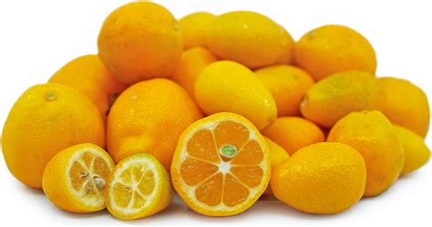 kumquats-information-recipes-and-facts-specialty image