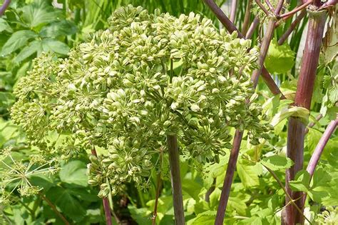 how-to-harvest-and-use-angelica-gardeners-path image