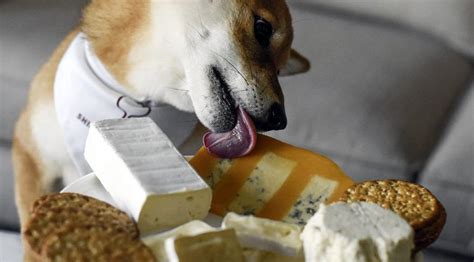 5-super-cheesy-cheese-tastic-dog-treat image