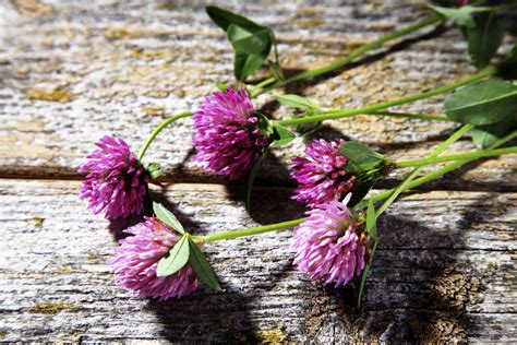 red-clover-benefits-side-effects-dosage-precautions image