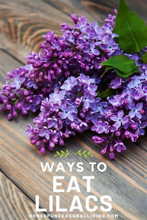 ways-to-eat-lilacs-homespun-seasonal-living image