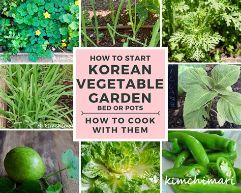 9-korean-vegetables-to-grow-in-your-garden-this-spring image
