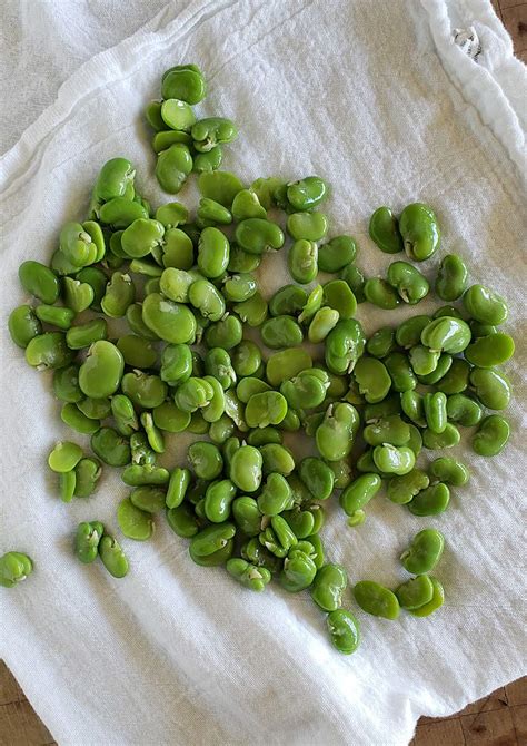 how-to-cook-fava-beans-harvesting-and-eating-fava image