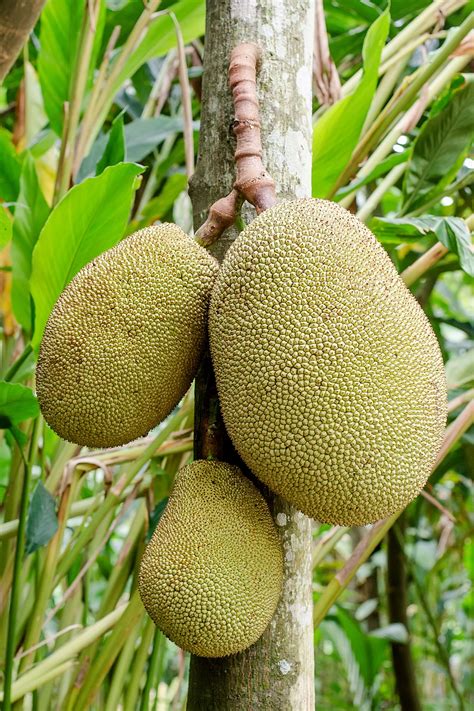 jackfruit-wikipedia image