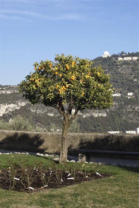 pruning-orange-trees-when-and-how-to-prune-an image