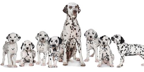 dalmatian-food-best-dog-food-for-dalmatians image