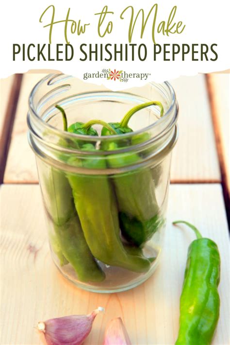 how-to-make-pickled-shishito-peppers-shishito image