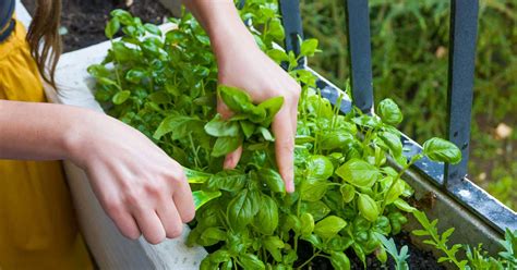 basil-nutrition-health-benefits-uses-and-more image