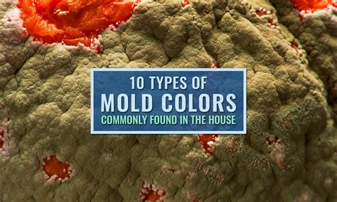 10-types-of-mold-colors-commonly-found-in-the image