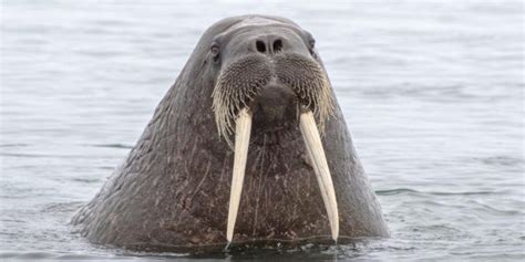 why-do-walruses-have-tusks-everything-you-need image