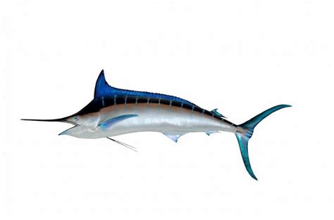 can-you-eat-a-blue-marlin-answer-recipe-catch image