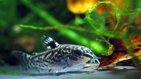 what-do-cory-catfish-eat-best-food-to-feed-them image