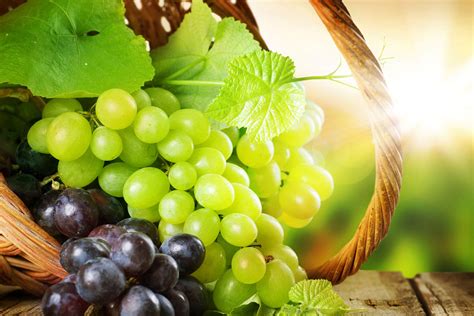 grape-poisoning-in-dogs-signs-causes-diagnosis image