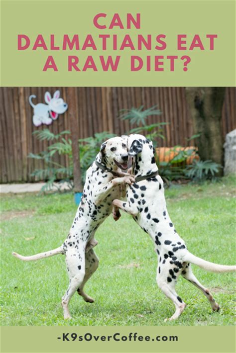 raw-feeding-dalmatians-can-they-eat-raw-dog-food image