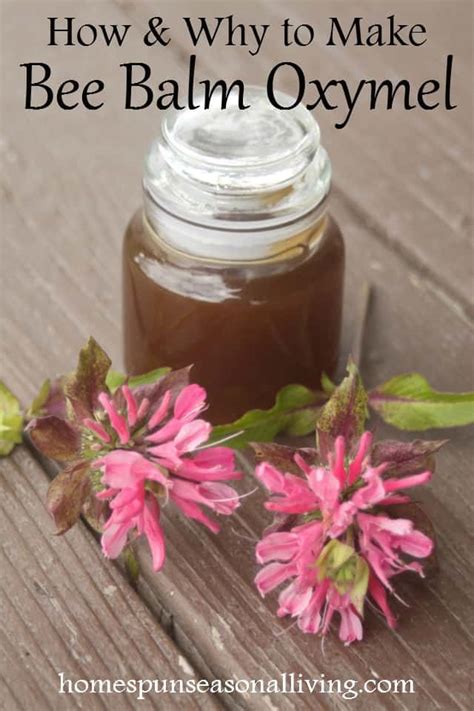 how-and-why-to-make-bee-balm-oxymel-homespun image