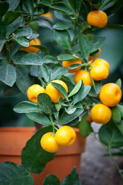 10-best-citrus-trees-for-containers-growing-citrus-in-pots image