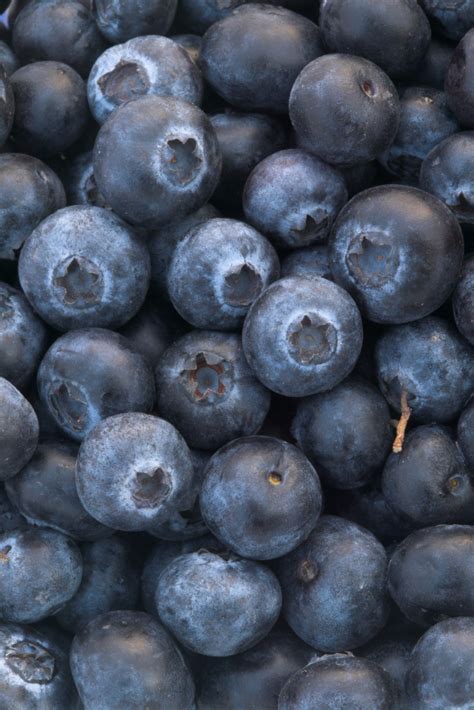 blueberry-yogurt-pie-sara-moulton image