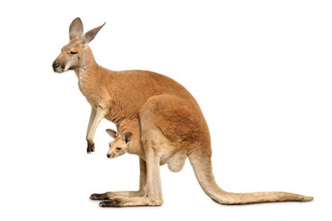 what-do-kangaroos-eat-animalwised image