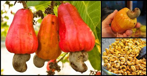 cashew-nut-an-anti-cancer-food-with-numerous-health image