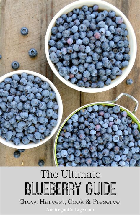 ultimate-blueberry-guide-growing-freezing-drying image