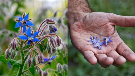 15-reasons-to-grow-borage-ways-to-use-it-rural-sprout image