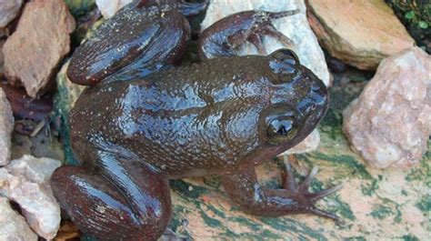 togo-slippery-frog-characteristics-habitat image