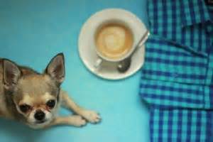 foods-your-chihuahua-shouldnt-eat image