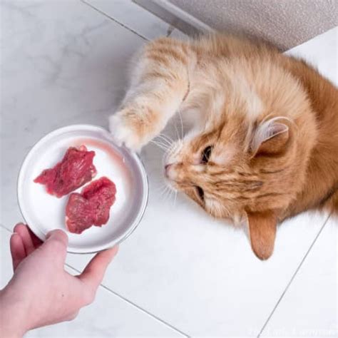 14-homemade-cat-food-recipes-your-cat-will-love image