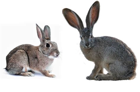 what-do-wild-rabbits-eat-and-what-to-feed-a-wild image