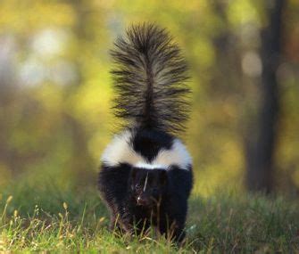 how-to-get-rid-of-skunk-smell-pestcheck-pest-control image