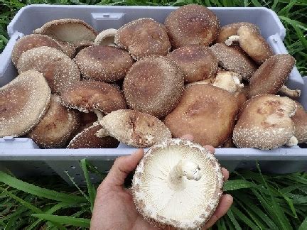 mushroom-logs-eden-in-season-have-you-nut-herb image