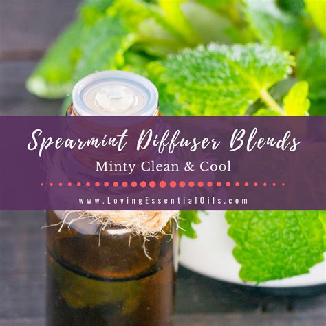 spearmint-diffuser-blends-10-minty-clean-essential image