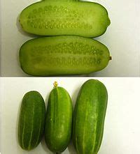 cucumber-wikipedia image