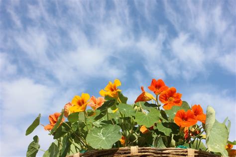 tips-for-using-nasturtium-in-the-kitchen-plant-food image