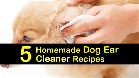 5-homemade-dog-ear-cleaner-recipes-tips-bulletin image