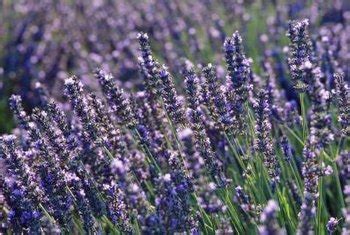 how-to-fertilize-lavender-home-guides-sf-gate image