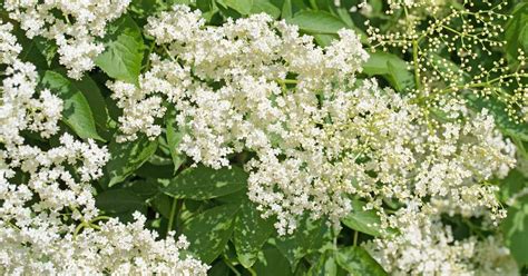 11-ways-to-use-elderflowers-for-food-and-medicine image