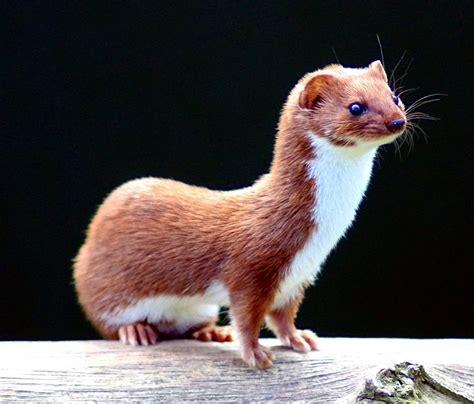 weasel-wikipedia image