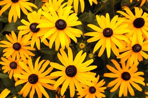 43-different-types-of-black-eyed-susans-home-stratosphere image