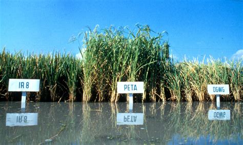 miracle-rice-international-rice-research-institute image