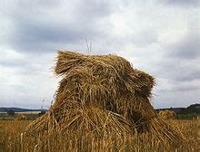 wheat-wikipedia image