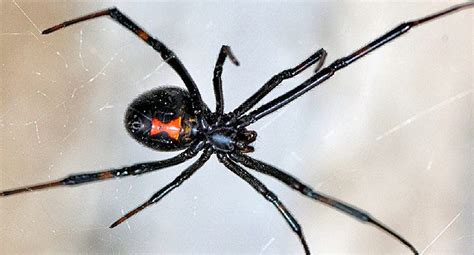 spider-bites-pictures-to-identify-spiders-and-their-bites image