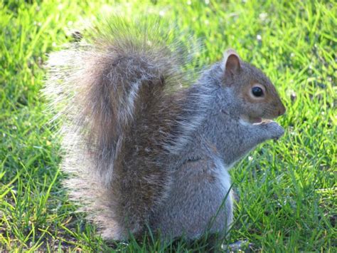 squirrels-how-to-get-rid-of-squirrels-in-the-home image