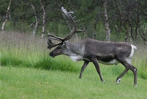 reindeer-wikipedia image